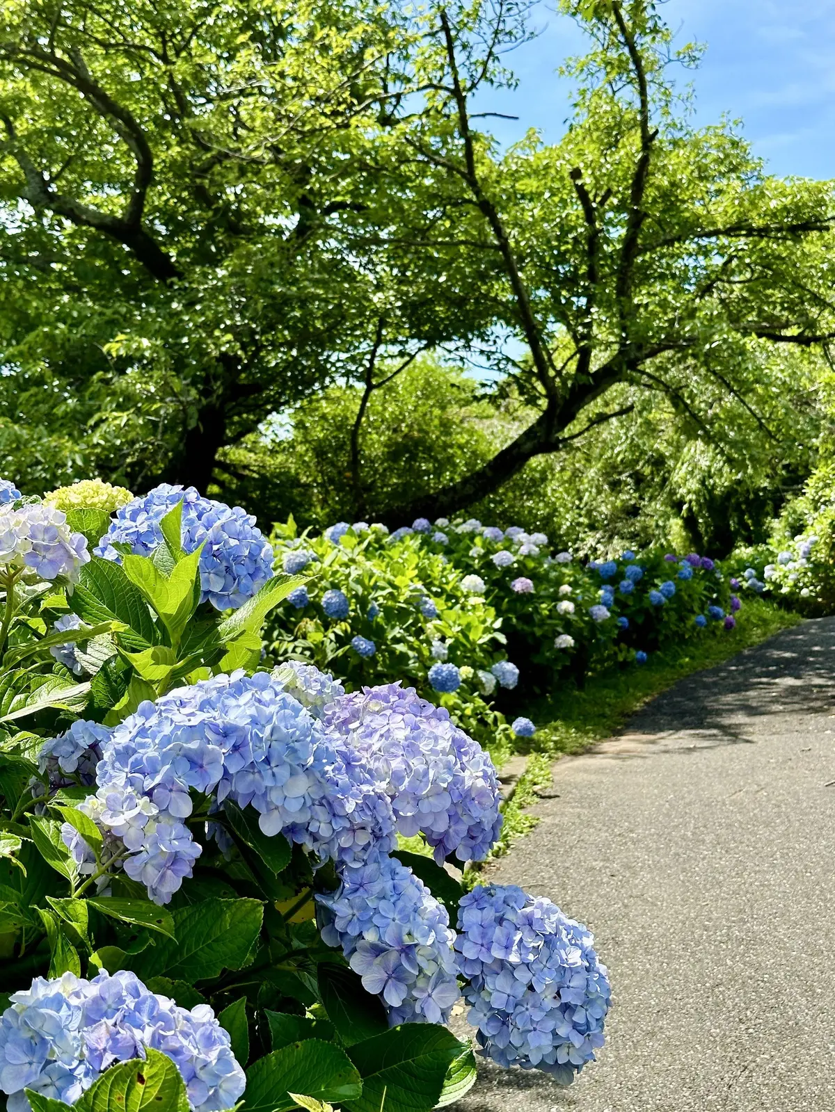 GUデニムで初夏の景色を楽しむお散歩へ♪の画像_11