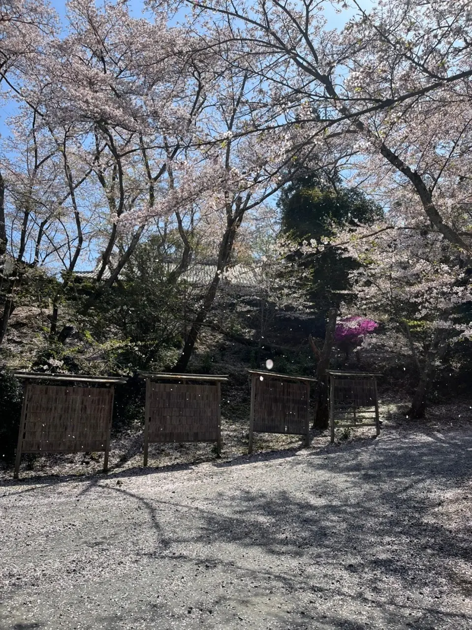 琵琶湖大津へお花見ドライブの画像_6