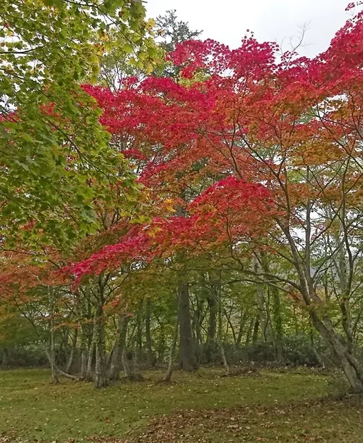支笏湖　野鳥の森