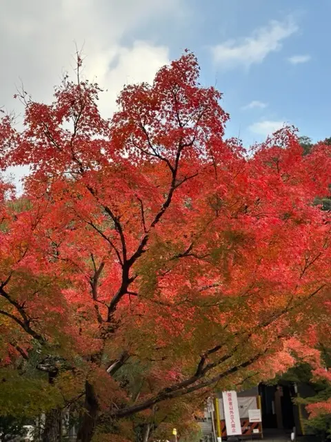 秋の京都巡り♡紅葉の永観堂（禅林寺）〜 の画像_13