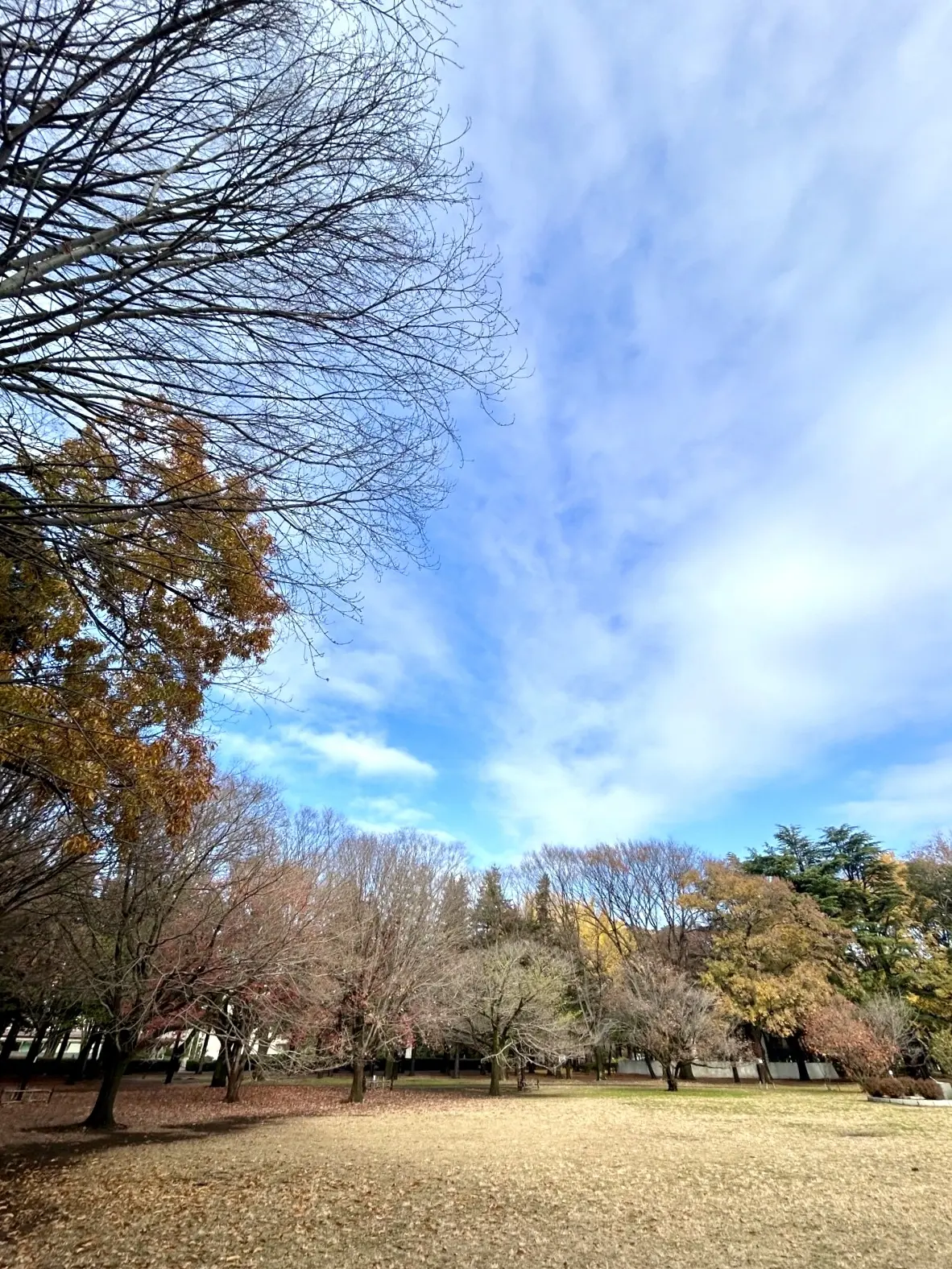 砧公園の紅葉その③