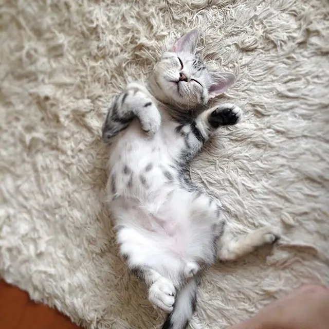 マヌルネコじゃないよ！の画像_2