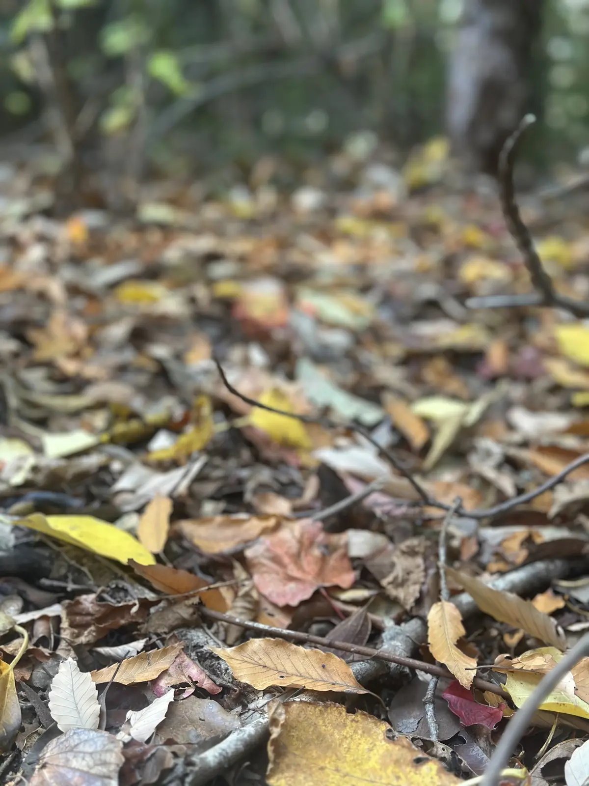 秋の好日、紅葉散る前に・・・。の画像_6