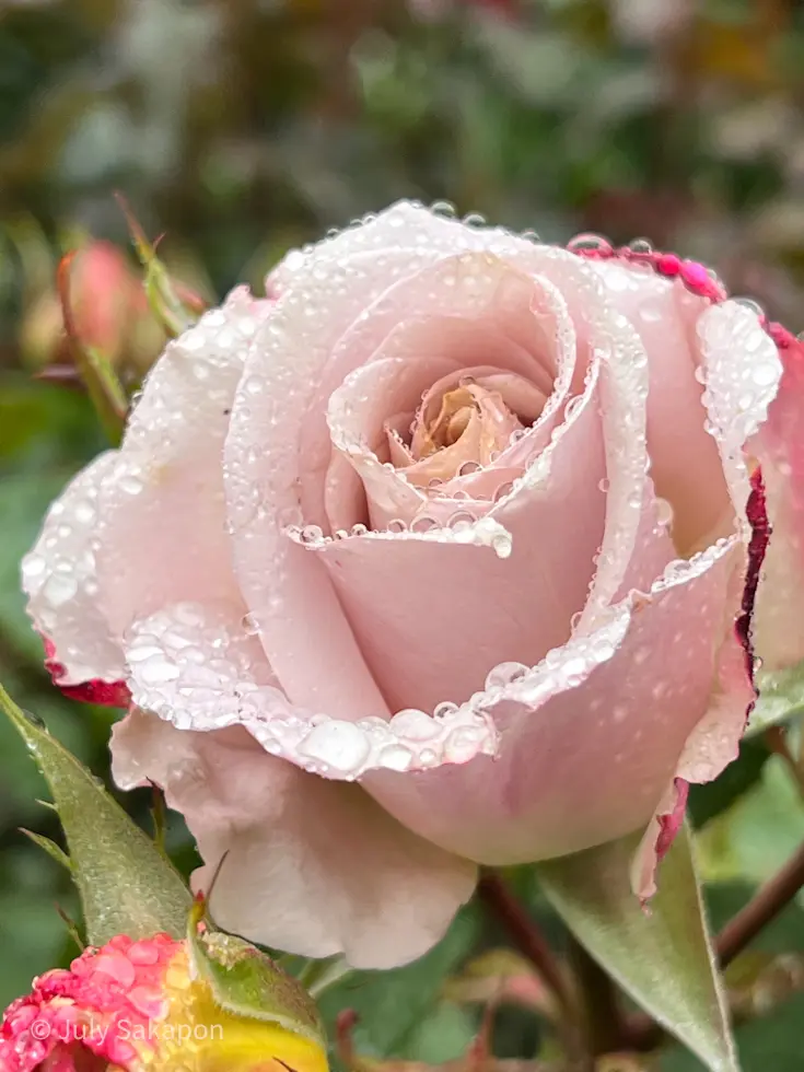 雨のバラ園へ行ってみた@横浜イングリッシの画像_6