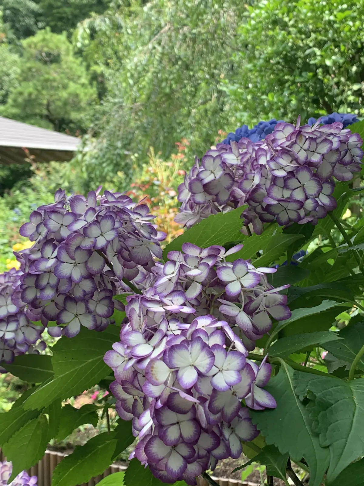 明月院紫陽花白と紫