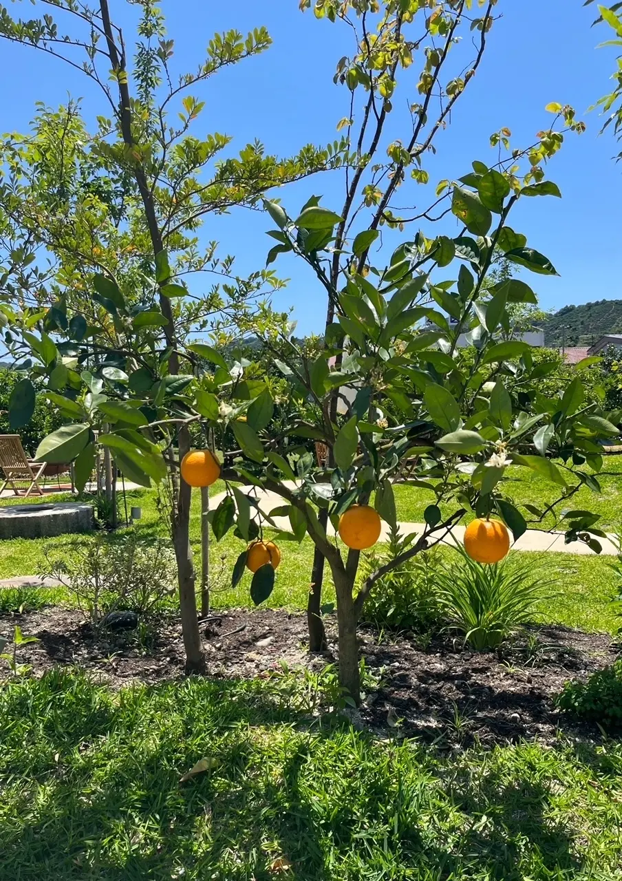 みかんの木