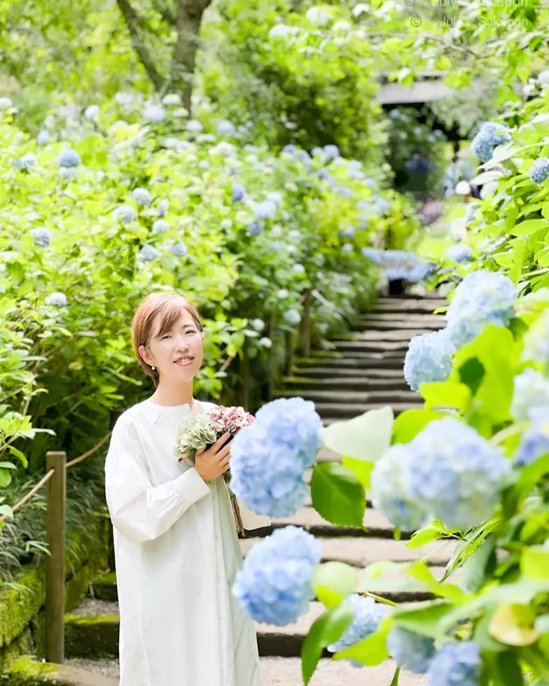 【鎌倉 明月院】キラッキラなあじさいが見の画像_1