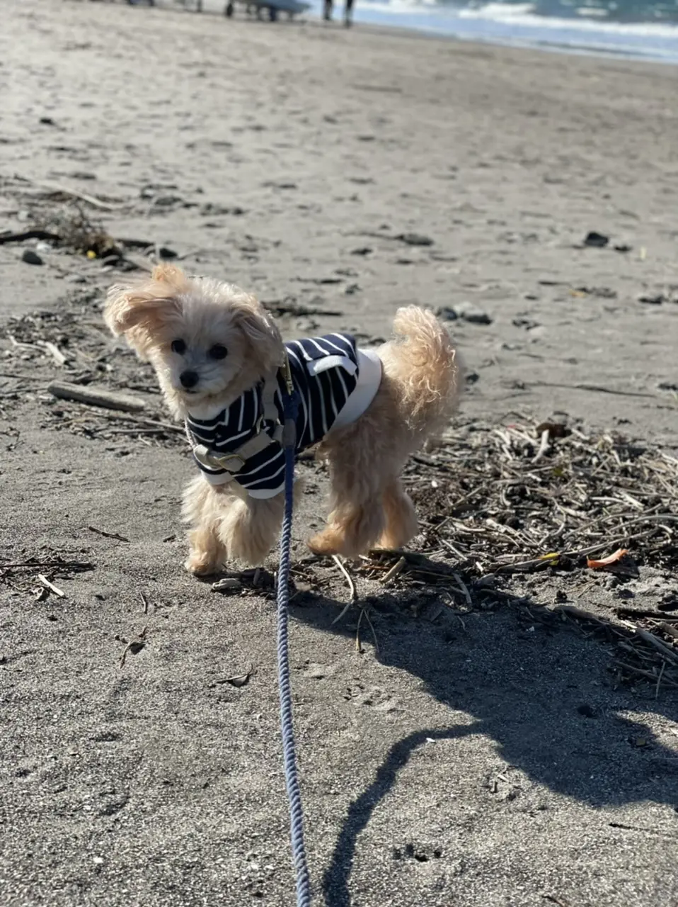 愛犬ミルクと今年最後のビーチクリーン活動の画像_4