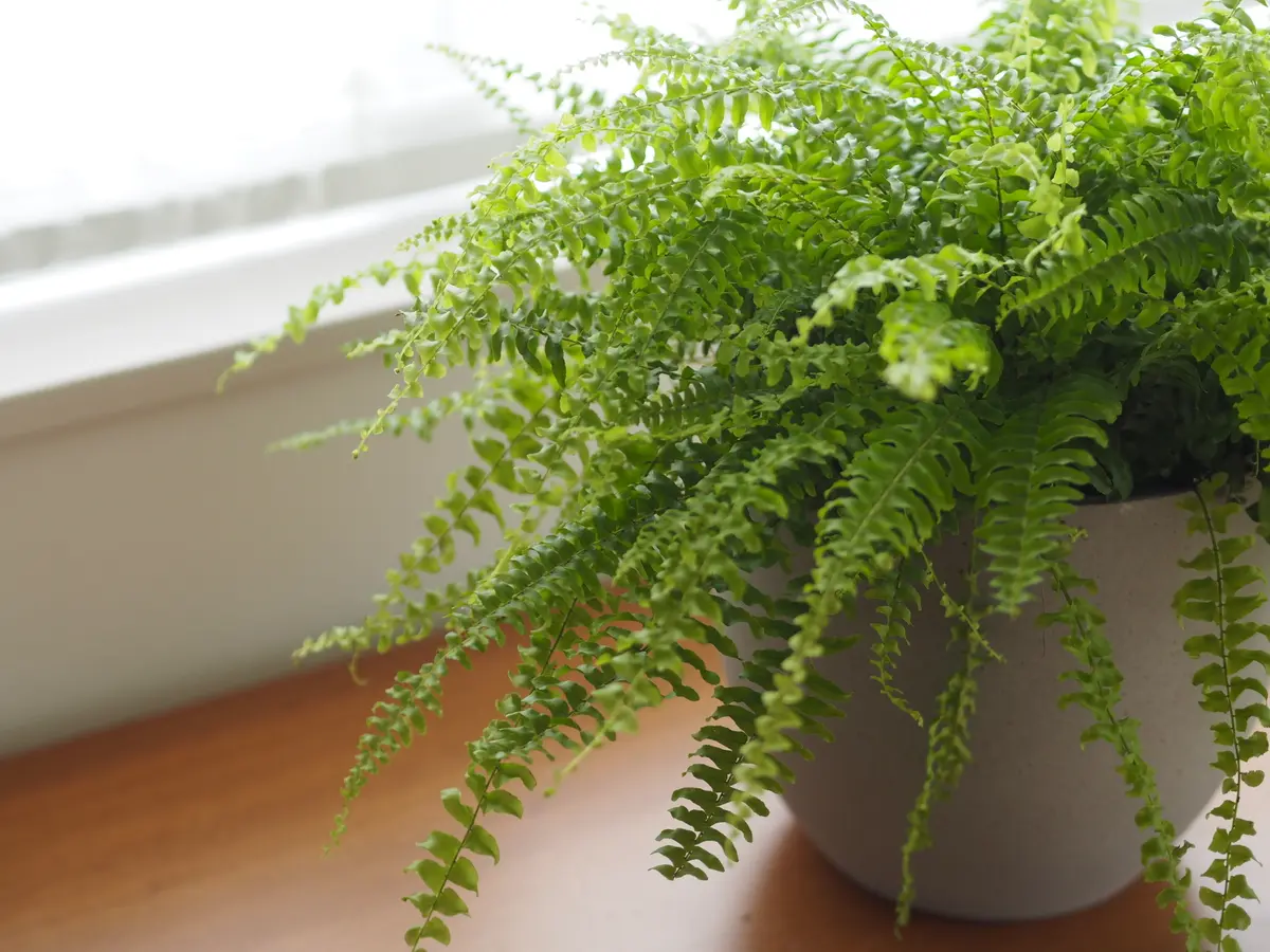 リモートショッピングで植物を買いましたの画像_2