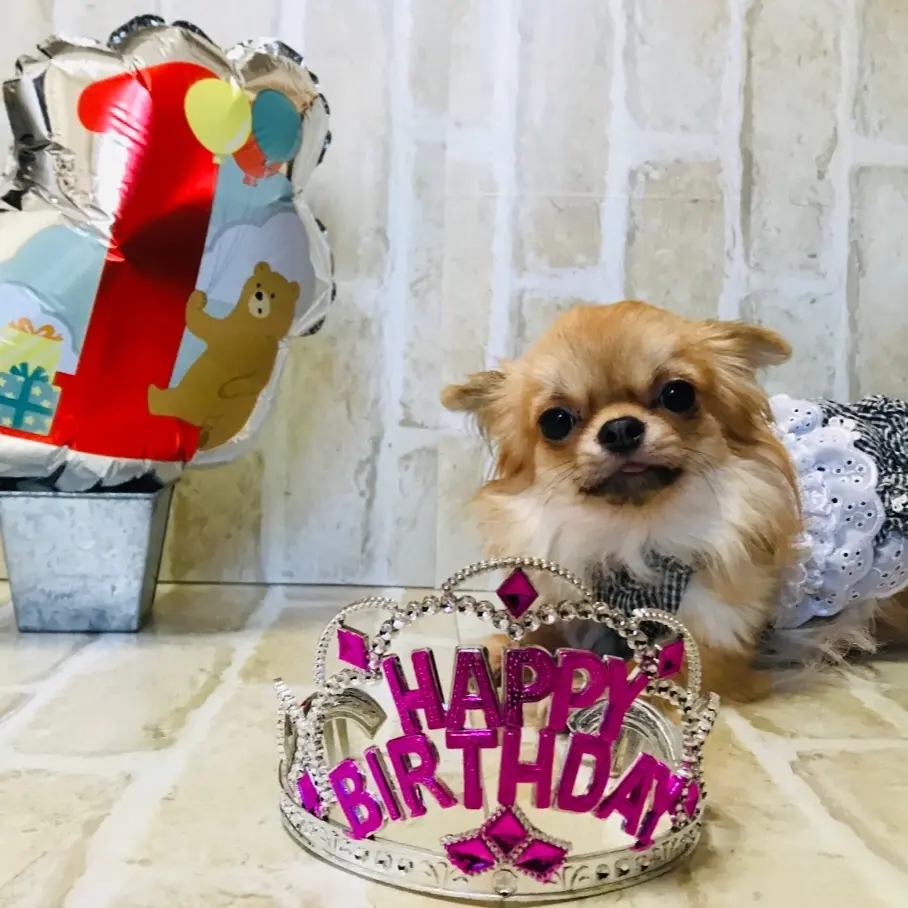 チワワ  愛犬　犬　愛犬家