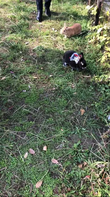 うさぎ　ネザーランドドワーフ　ブラックシルバーマーチン　おうち時間　ラビットラン　ラビットラン代官山　jマダム ペット　アニマルセラピー　ウサギマスター検定