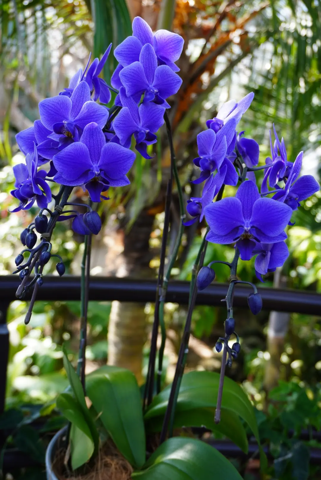 梅も桜も胡蝶蘭まで…花々に囲まれ春の訪れの画像_9