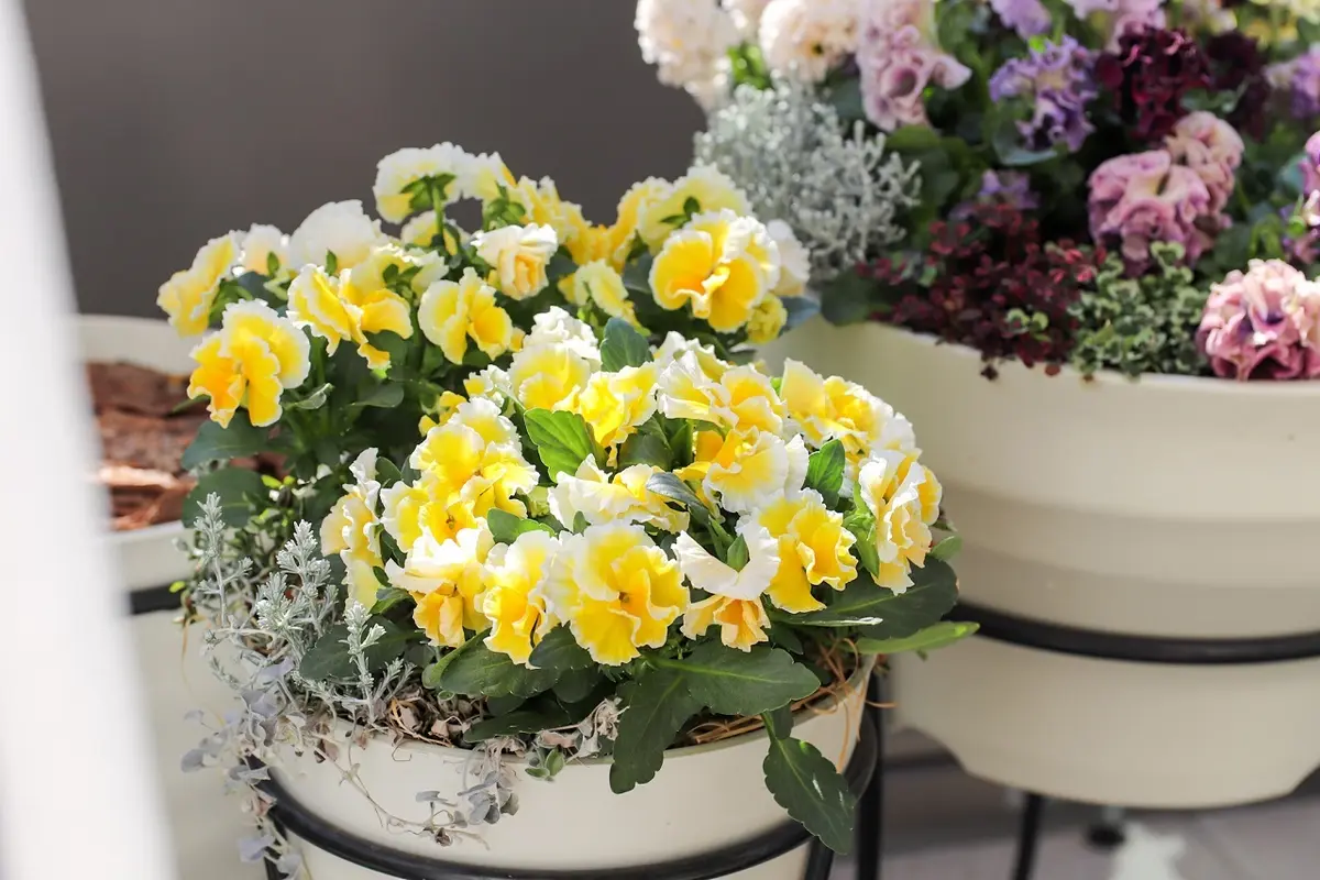 ビオラ「エッグタルト」