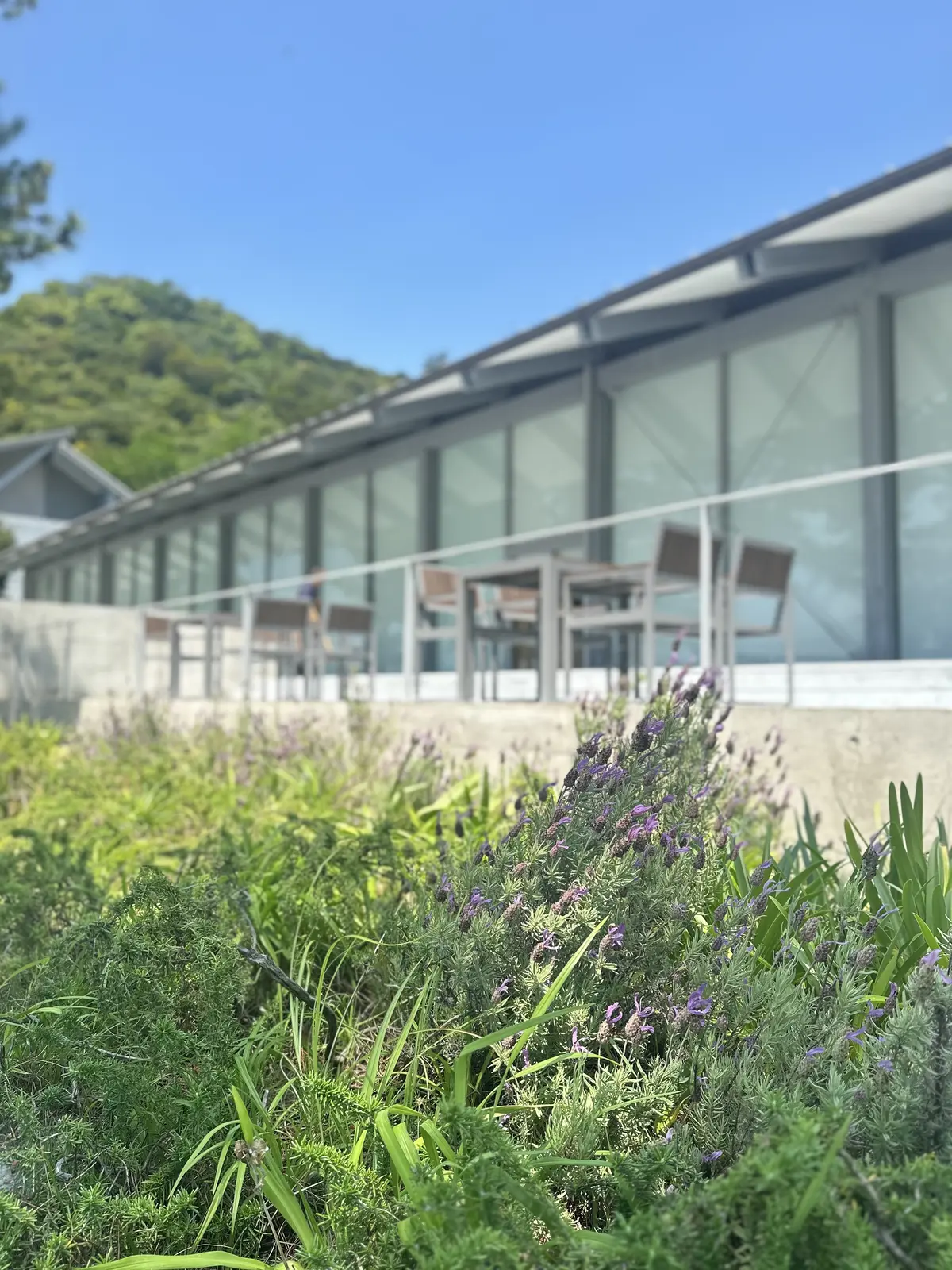 【母妹と直島アートの旅　DAY2】の画像_7