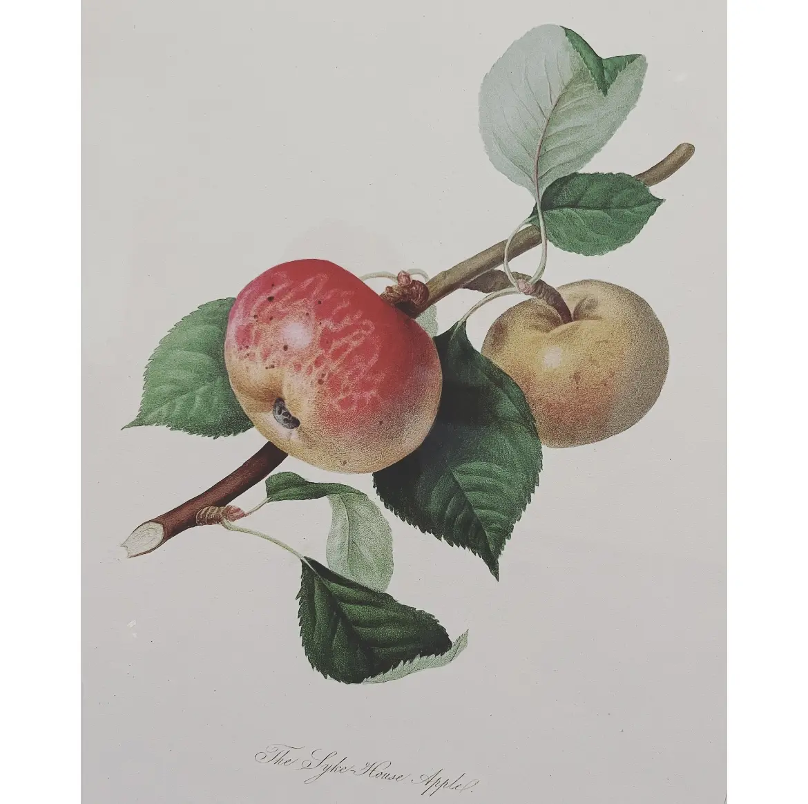 グレーワンピでボタニカルアート展❤︎の画像_2