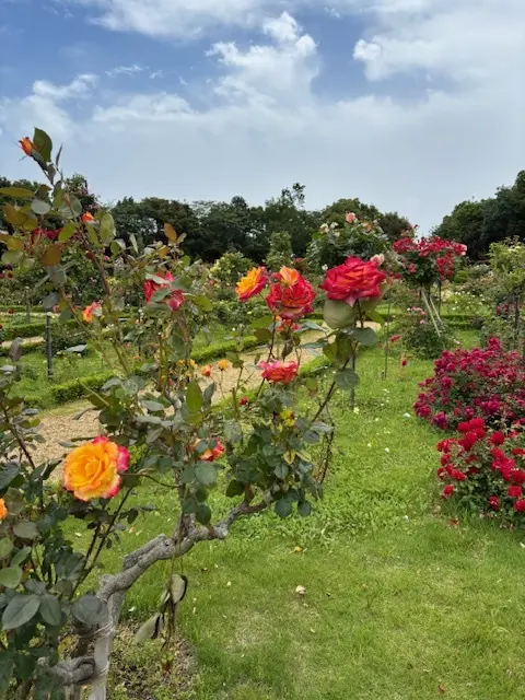 美しいバラに魅了された日♡の画像_3