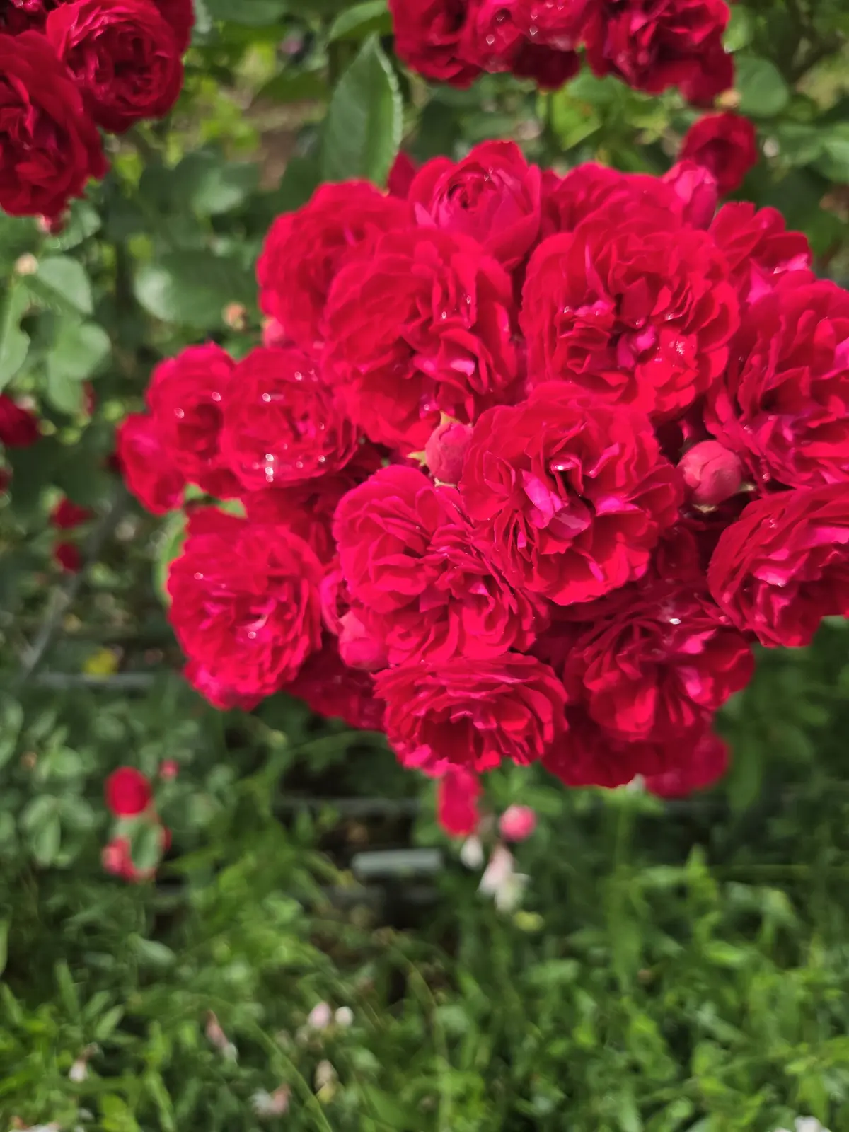 コーディネートで振り返る5月の画像_24