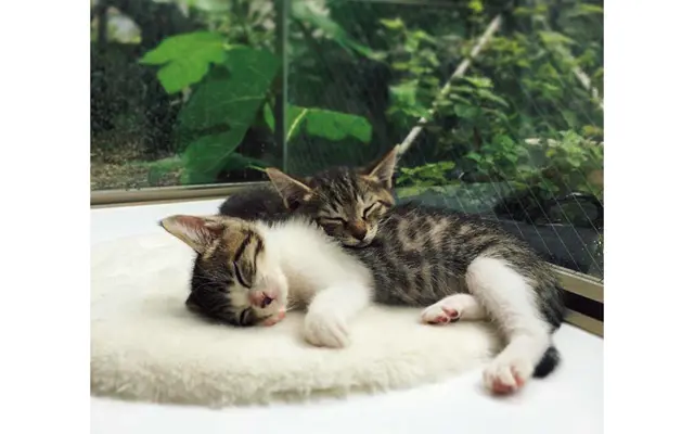 若山さんちでお昼寝中の子猫時代のもん&ビスコ