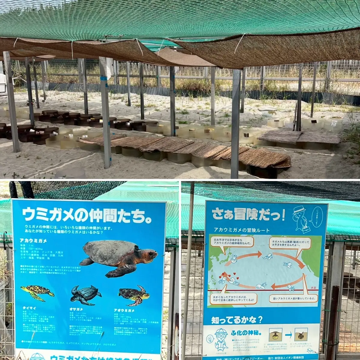ウミガメ孵化小屋