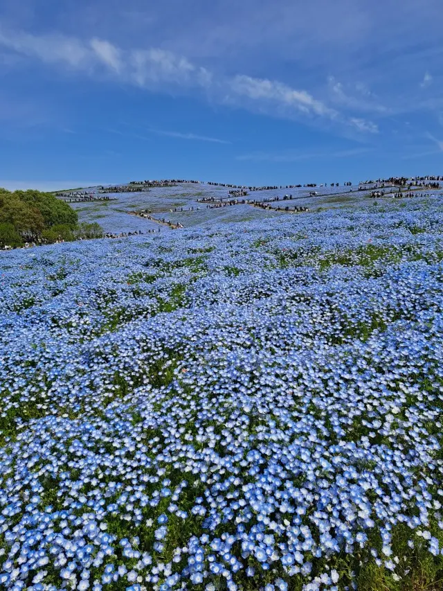 一度は見たい絶景～ひたち海浜公園のネモフの画像_5