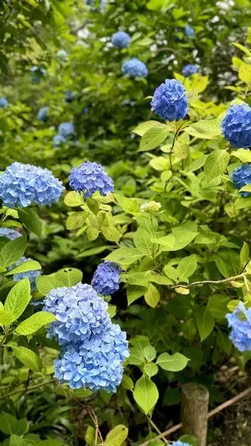 鎌倉・明月院　紫陽花