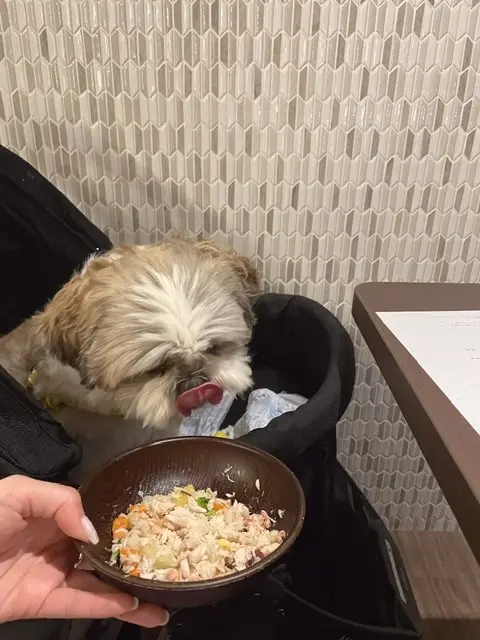 愛犬との旅行の画像_8