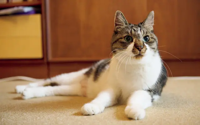 キョロ　キジシロ 12歳・♂