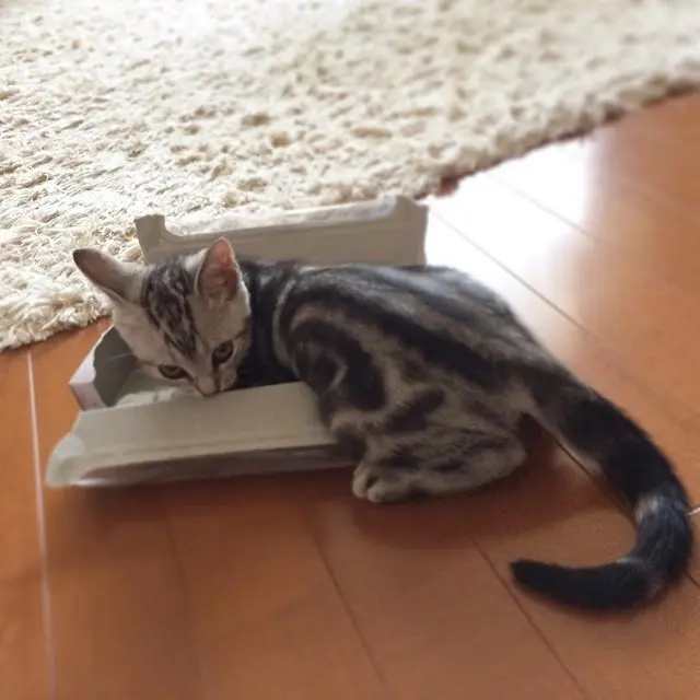 子猫のころから箱がスキ！の画像_4