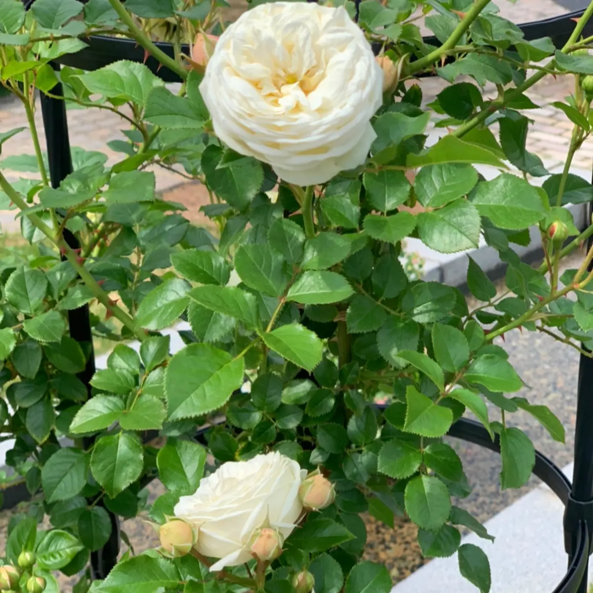 ぎふワールド・ローズガーデンの画像_2