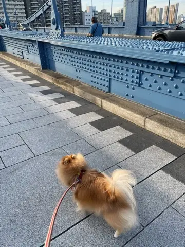 ワンコとべったり一緒に過ごしたGWの画像_20