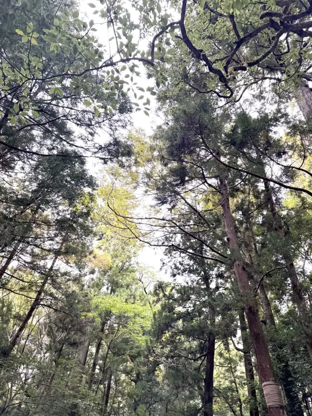 【お伊勢参り】やっと手にしたとっておきのの画像_6