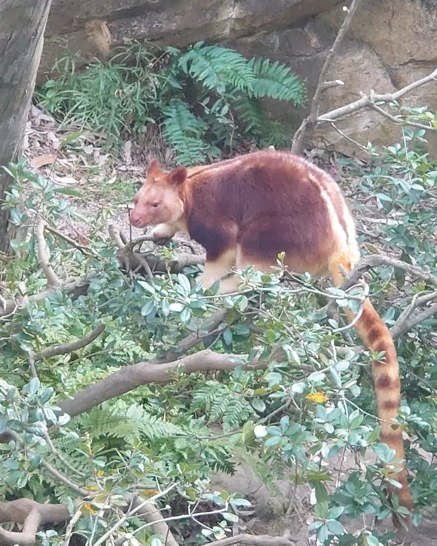 セスジキノボリカンガルー