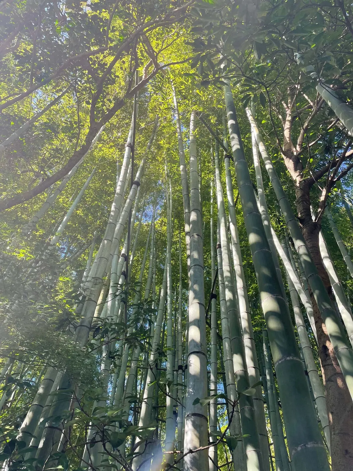 運動を兼ねて、いざ鎌倉報国寺への画像_1