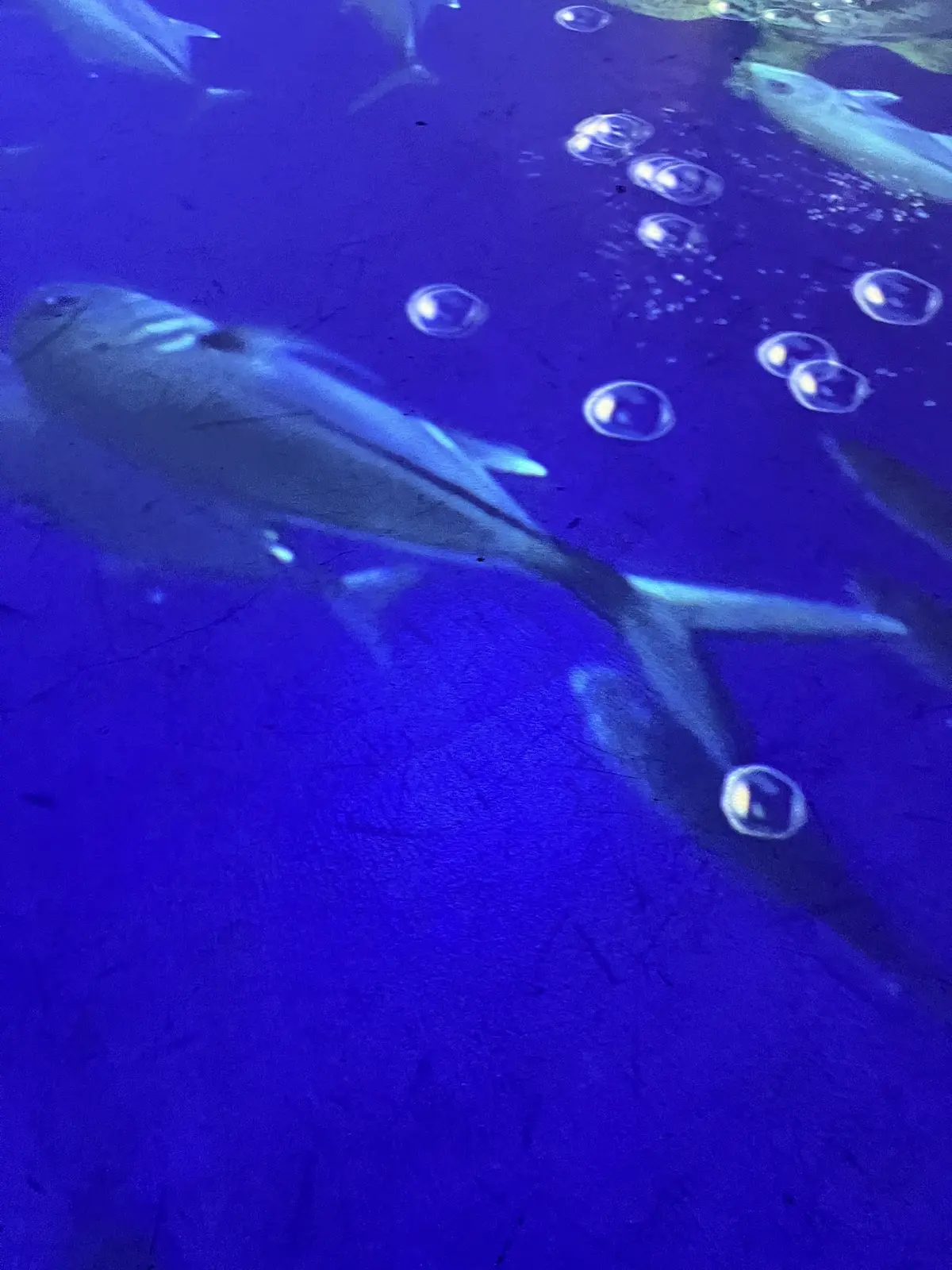 初〝KIHACHI〟のアフタヌーンティーの画像_14