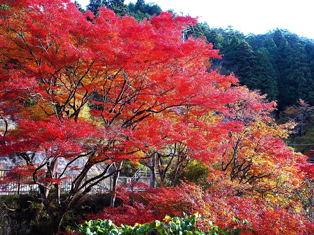 紅葉名所人気