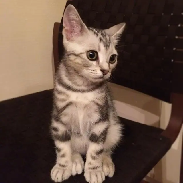 ベビーアラン、生後2.5ヶ月の頃の画像_2