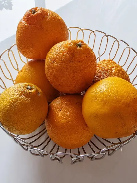 柑橘類の季節の画像_1