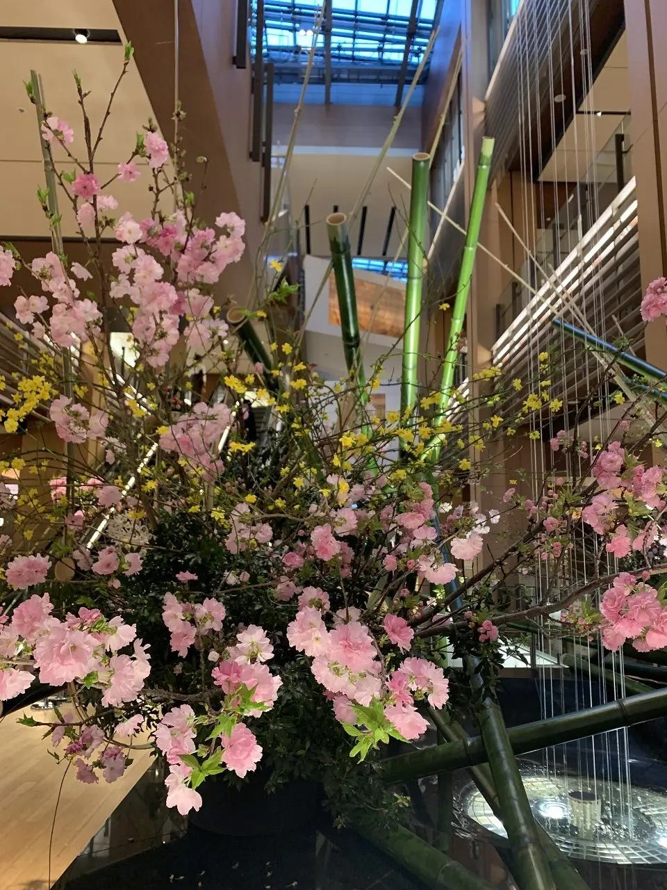 2年ぶりの東京、桜ツアー　2日目②の画像_1