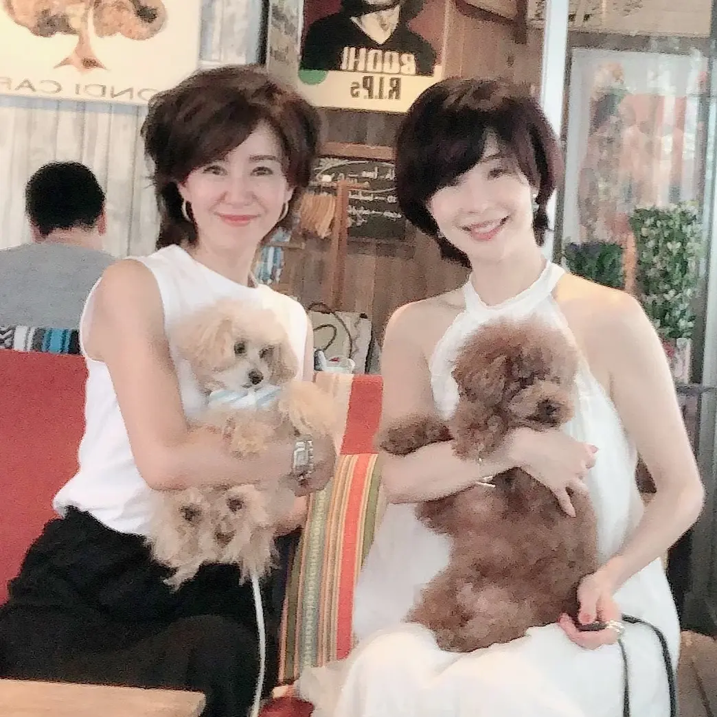 犬　トイプードル