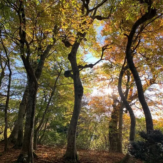 秋の行楽　大山ハイキングへの画像_1