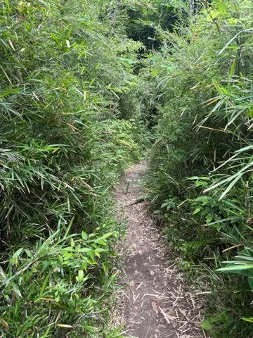 新緑眩しい鎌倉ハイキングに出掛けませんかの画像_10