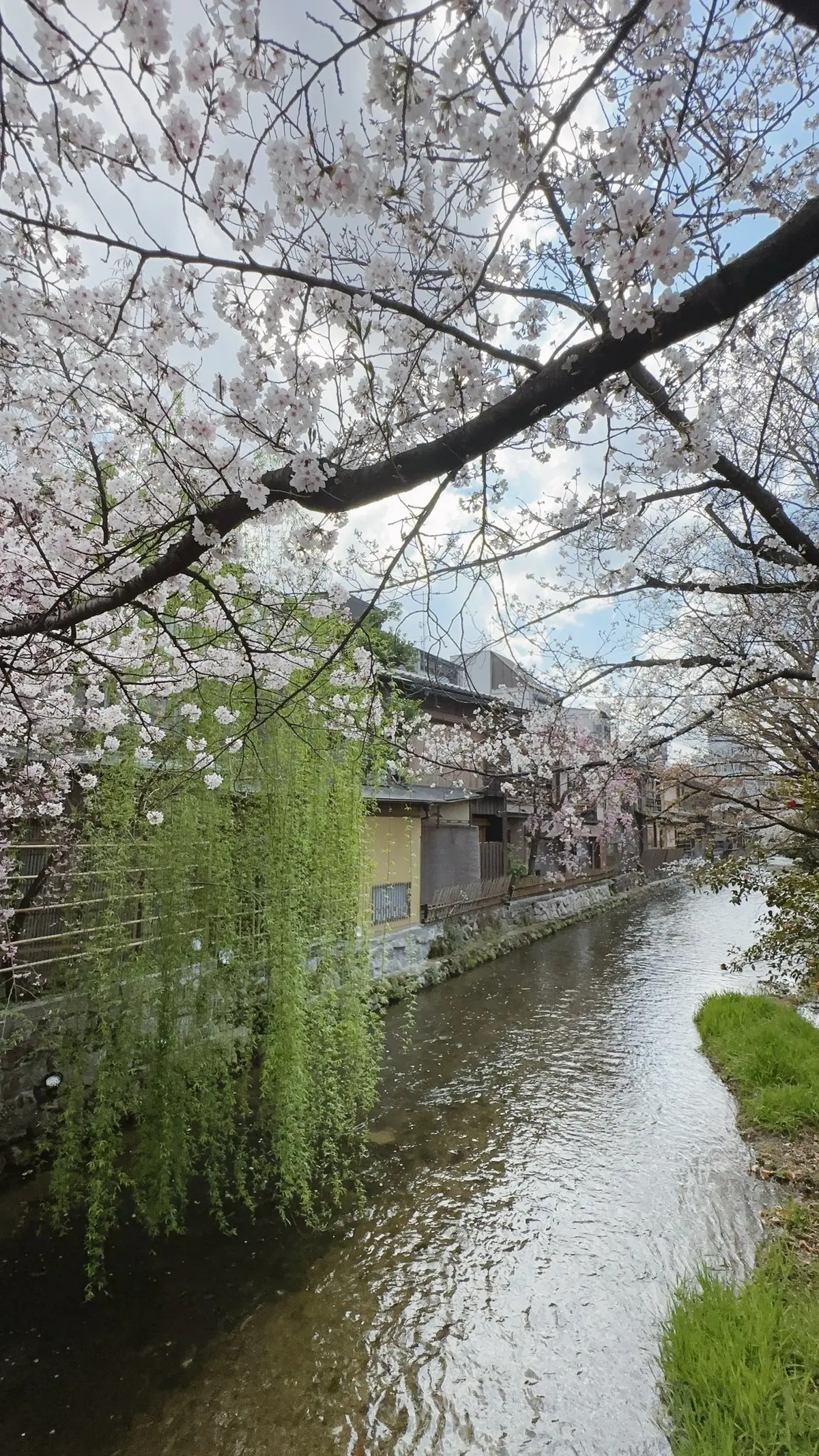 京都祇園の桜