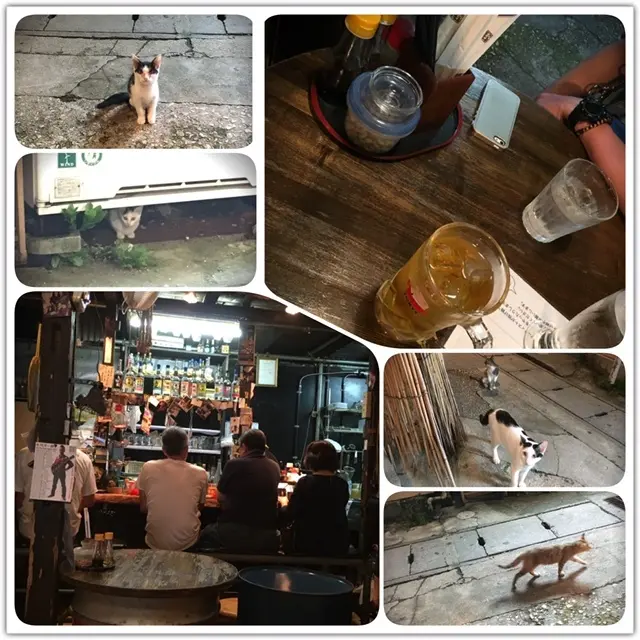 沖縄で出逢ったにゃんこ達の画像_1