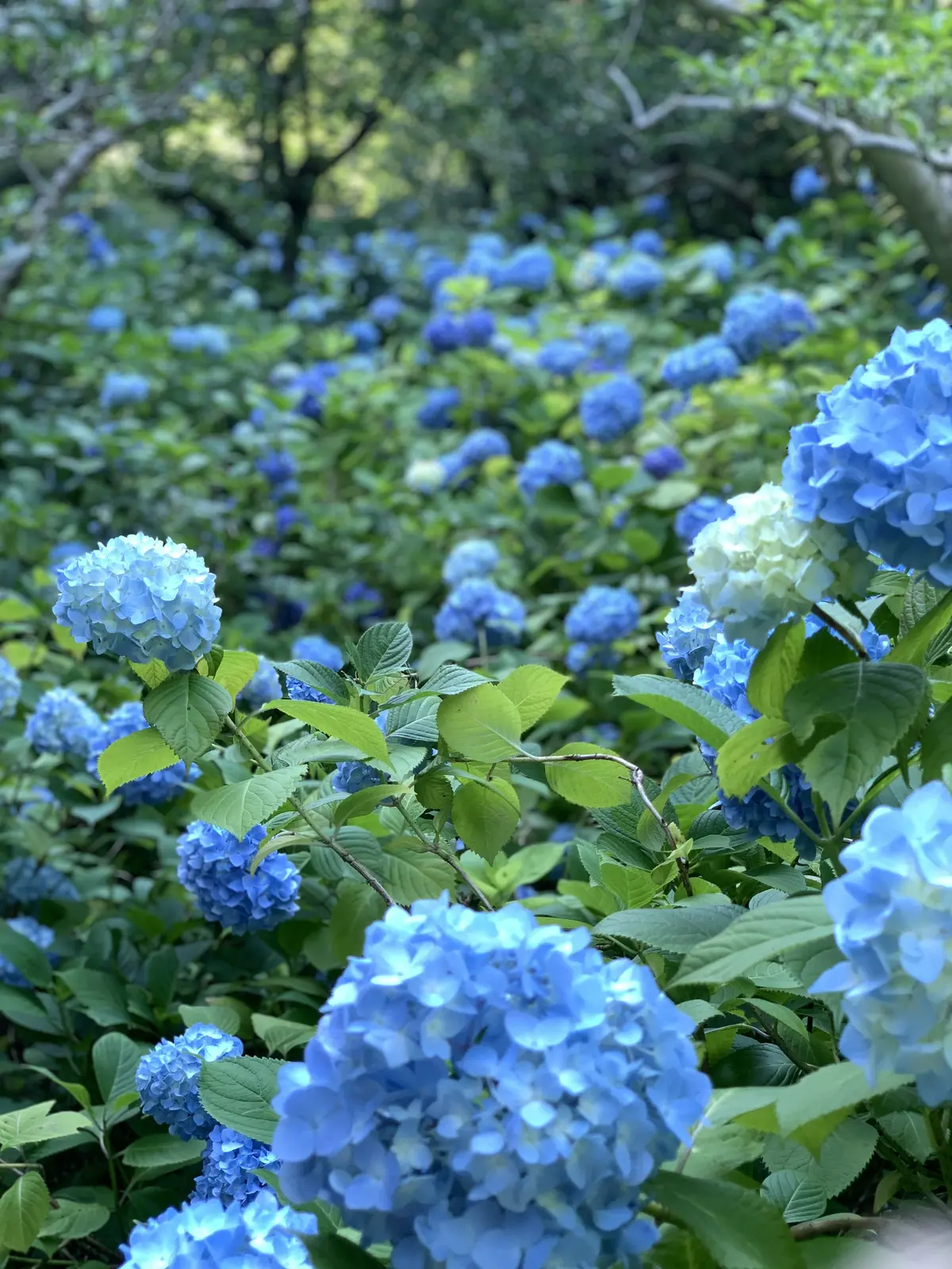 鎌倉あじさい　明月院　アジサイ　