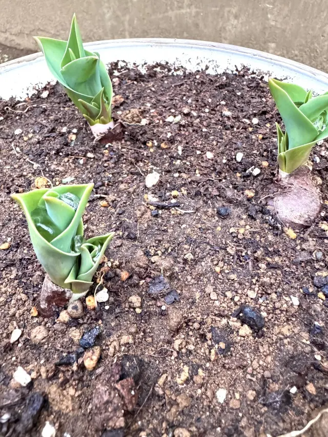 春のお花を手軽に楽しむコンテナガーデン作の画像_8