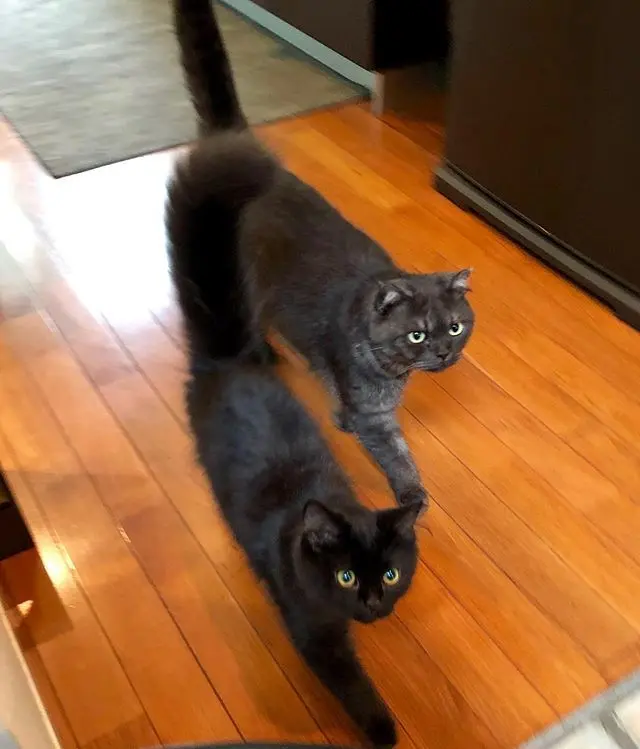 黒いふわふわの正体は･･･？の画像_2