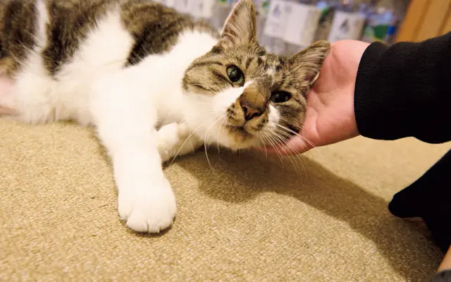 ゆったりペースのキョロは取材チームにゴロゴロとごあいさつ