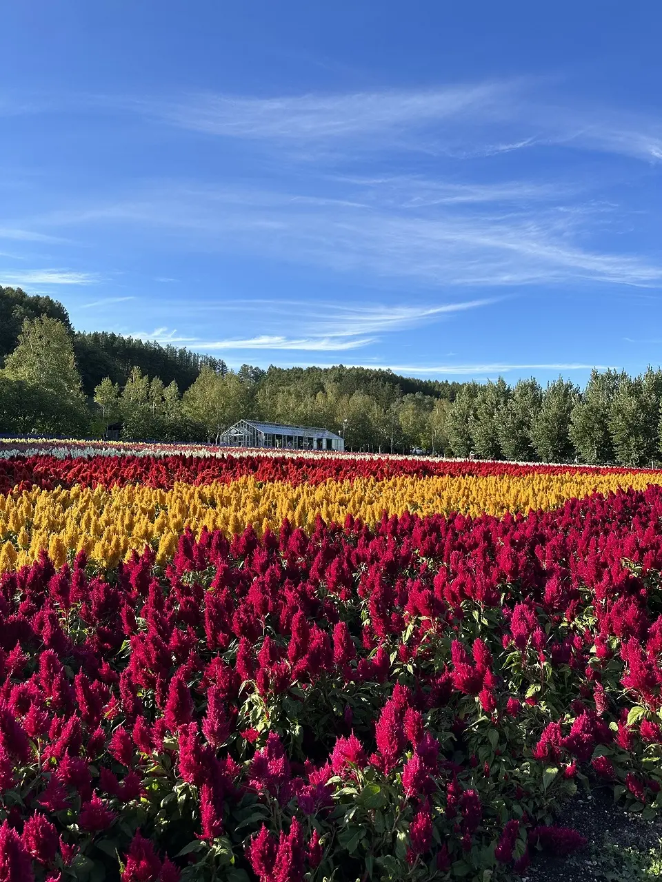 雄大な大地北海道へ行ってきました。の画像_3