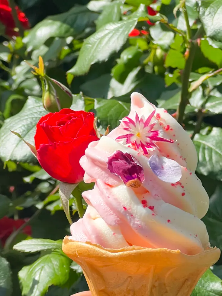 【横浜イングリッシュガーデン】ローズフェの画像_6