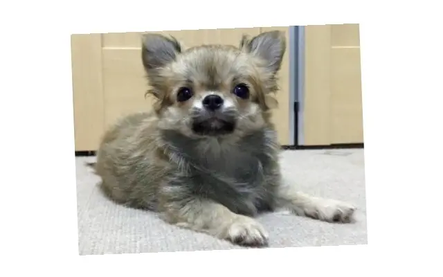 かわいいワンちゃんの写真も